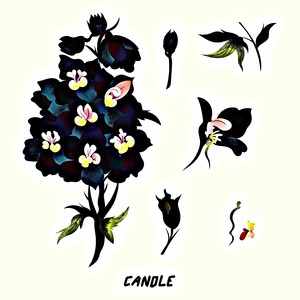 Candle