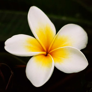 Always Remember Us This Way