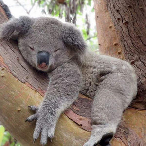 Asphyxia (窒息) - 逆时针向