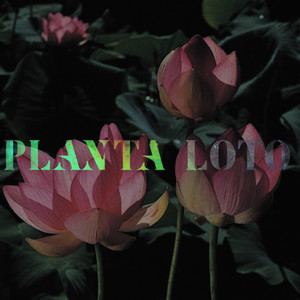 Planta Loto (Explicit)