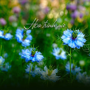 Nửa Đêm Ngoài Phố