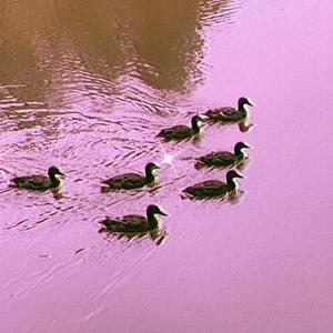 M.I.A never K.I.A (Explicit)