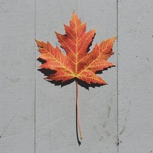 A Clock Made With Autumn Leaves