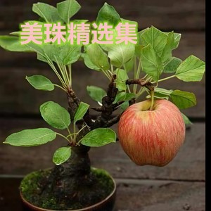 小雨中的回忆 (Live)封面