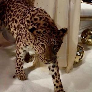 No 808s (feat. leolivinlavish) (Explicit)