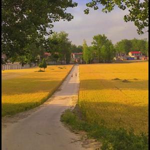 王思南 - 是非题