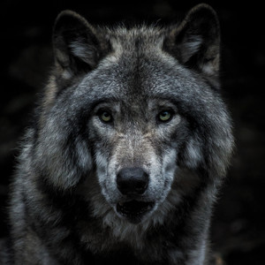 Wolves (Explicit)
