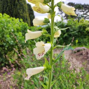 Fox Gloves