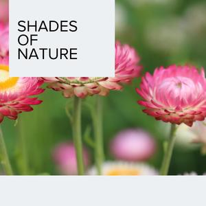 Fairy of Woodland Forest