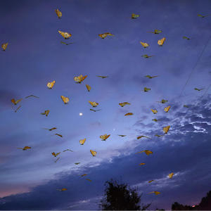 Butterfli++ (Intro) (Explicit)