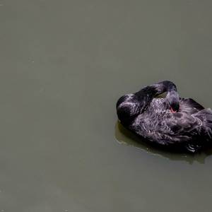 Black Swan Event (Explicit)