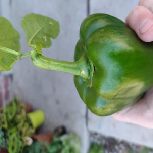 Smackdown (Explicit)