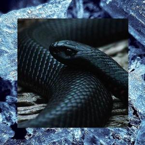 reptile magic (feat. POKR crew) (Explicit)