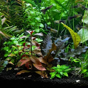 Mary, Wanna Boogie? - Boogie Woogie for Piano