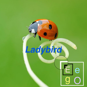 Ladybird