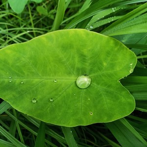 Ibbani(feat. Tigil Thomas)