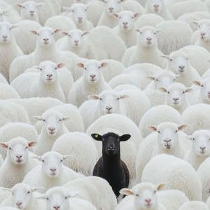 Niggas Cheap (feat. OL Phatz) (Explicit)