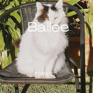 Forest - Bailee