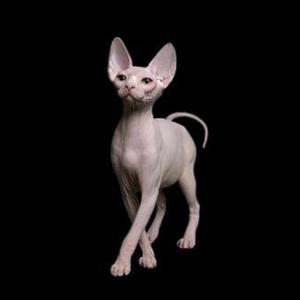 look so sikk (feat. skullkid)