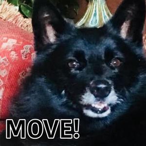 MOVE (feat. bluu!)