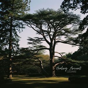 Sound Effects Zone - Forest Unhurried