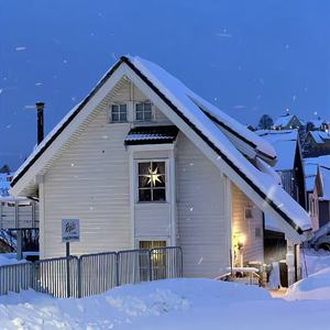 爱似水仙（盛开在冬天的水仙）