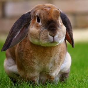 Ride Him Ride Like U Know (Explicit)