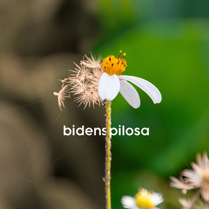 Bidens Pilosa