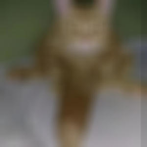 Codeur des coeurs (Explicit)