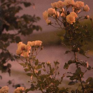 あこがれ (Neofvce-Flip)