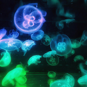 Jellyfish 伴奏
