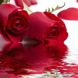 甜妹子 - panama（游戏直播间战歌）