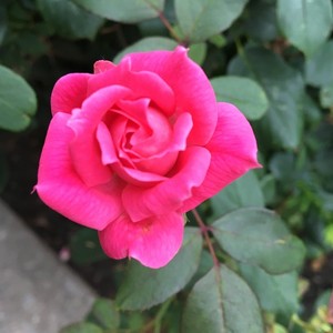 Bitters(feat. Bitters)