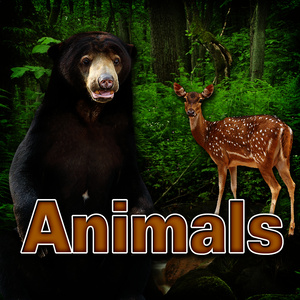 Animals