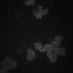 Полевые цветы