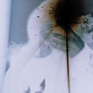 she seen the scars on my body and kissed me (feat. shxdy808) (Explicit)