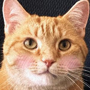 theycalledmyphoneididnotanswer (Explicit)