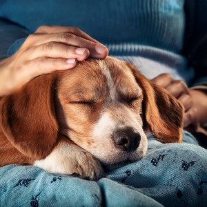 Patas Calmantes Nocturnas