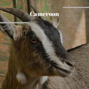 Cameroon