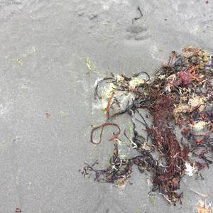 Seagrass/Reed (2022 Live Version)