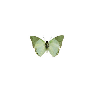 Not Your Plug (Explicit)