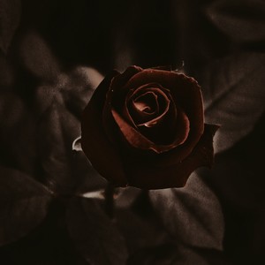 Just Say Love (feat. Beni Rev) (Explicit)