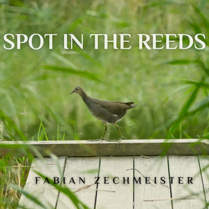 Spot in the Reeds