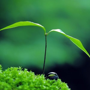 春天的门 (伴奏)