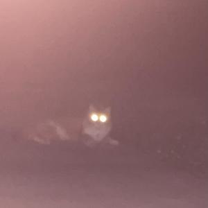 tomie (feat. Tyjhon! & BKAY) (Explicit)