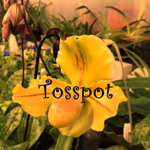 Tosspot