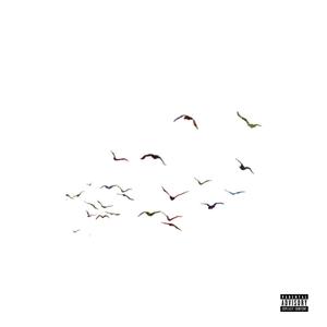 Birds (Explicit)