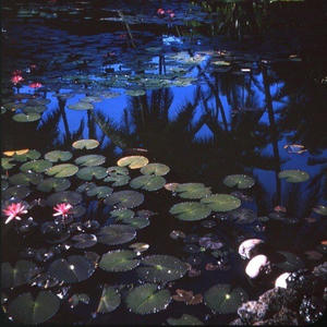 upload (feat. Chappie) (Explicit)