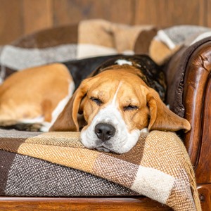 Perros Que Duermen Tranquilos