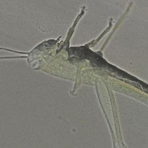 Messenger (Interpretation)